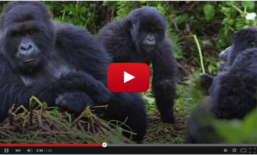What It's Like: Gorilla Trekking in Uganda (Video)