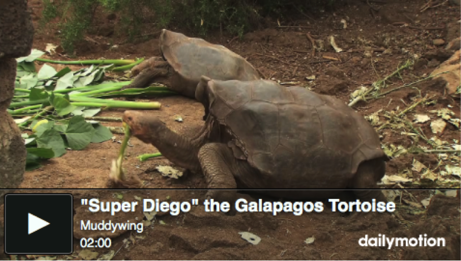 diego española tortoise