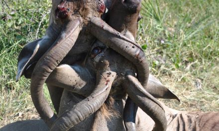 Photo of the Day: A Grisly Battle to the Death in the Okavango Delta