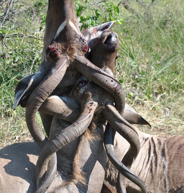 Photo of the Day: A Grisly Battle to the Death in the Okavango Delta