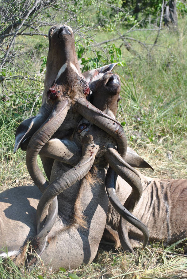 Two male kudos with their horns locked together.