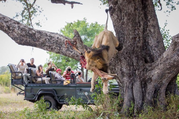 a lion steals a leopards kill at Sabi Sabi