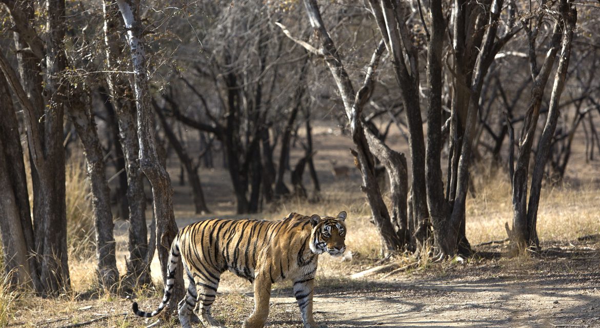 Wildlife Photo of the Week: Queen of Ranthambore