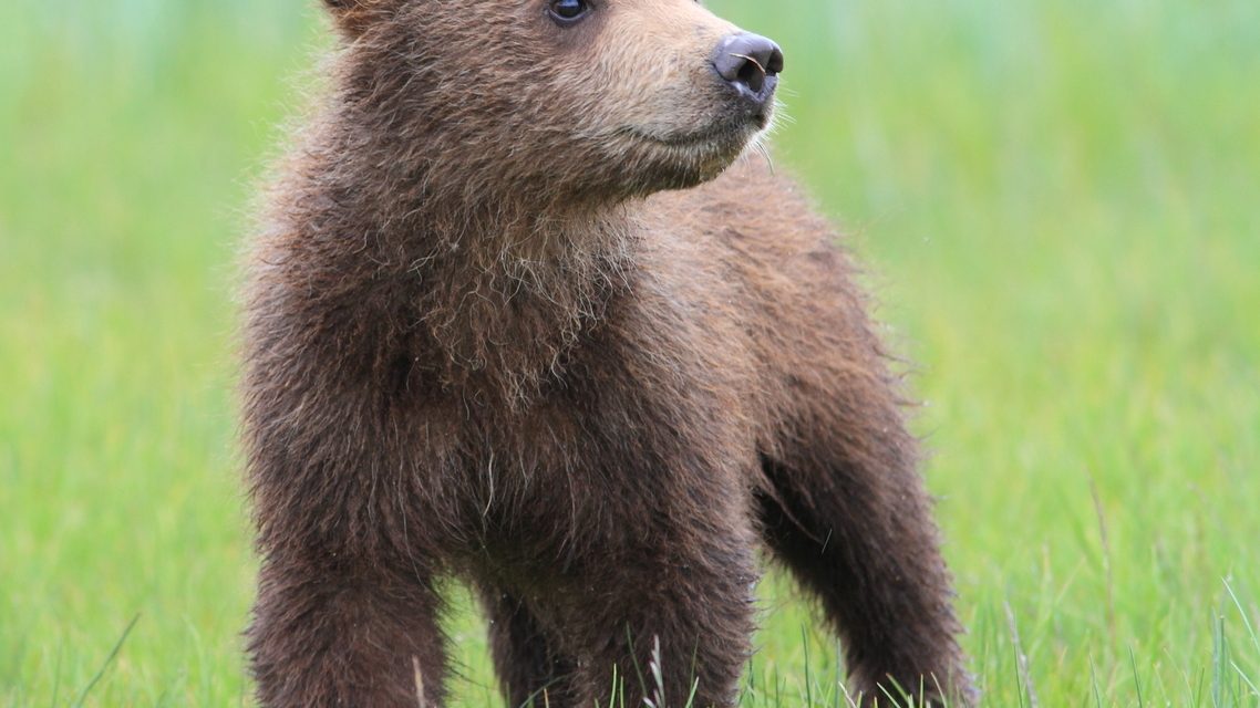 Wildlife Photo of the Week: Curious Cub in Katmai