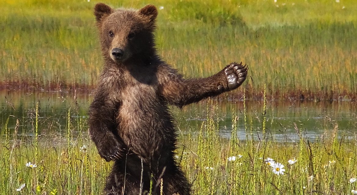Wildlife Photo of the Week: Brown Bear Cub