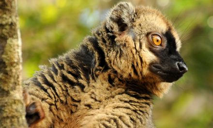 Wildlife Photo of the Week: Lemur of Madagascar