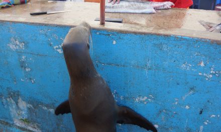 Photo of the Day: One Cool Customer