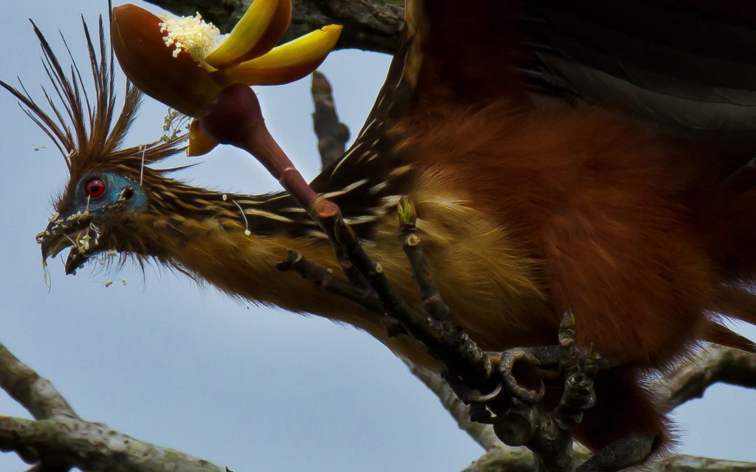 Searching for High Life along the Amazon River