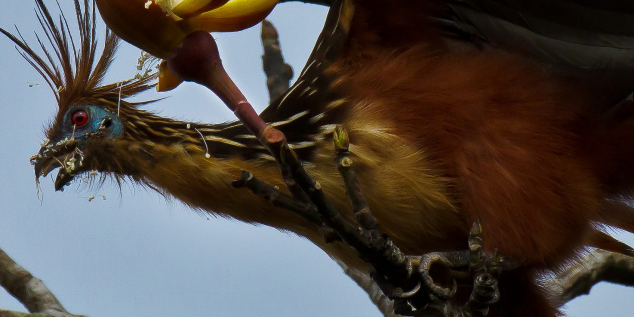 Searching for High Life along the Amazon River
