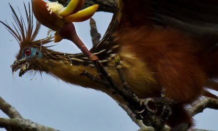 Searching for High Life along the Amazon River