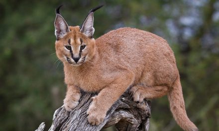 Meet the Small Cats of Africa