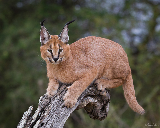 Meet the Small Cats of Africa
