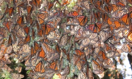 Obama's New Plan May Save Monarchs and the U.S. Food Supply