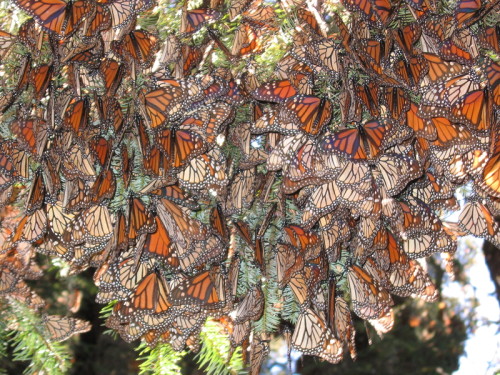 Obama's New Plan May Save Monarchs and the U.S. Food Supply