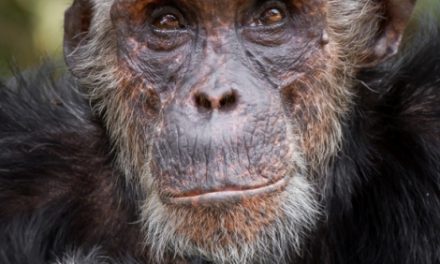 Photo of the Day: The Kingmaker