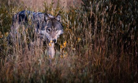 Could Biodiversity Keep Humans Healthier?