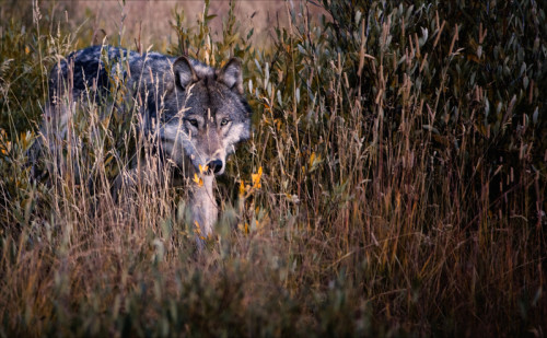 Could Biodiversity Keep Humans Healthier?