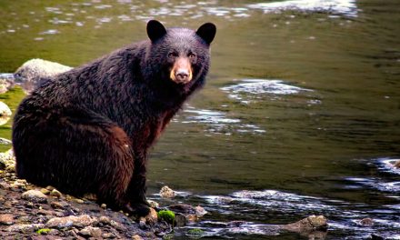 One Bear’s Bad, Last Human Encounter