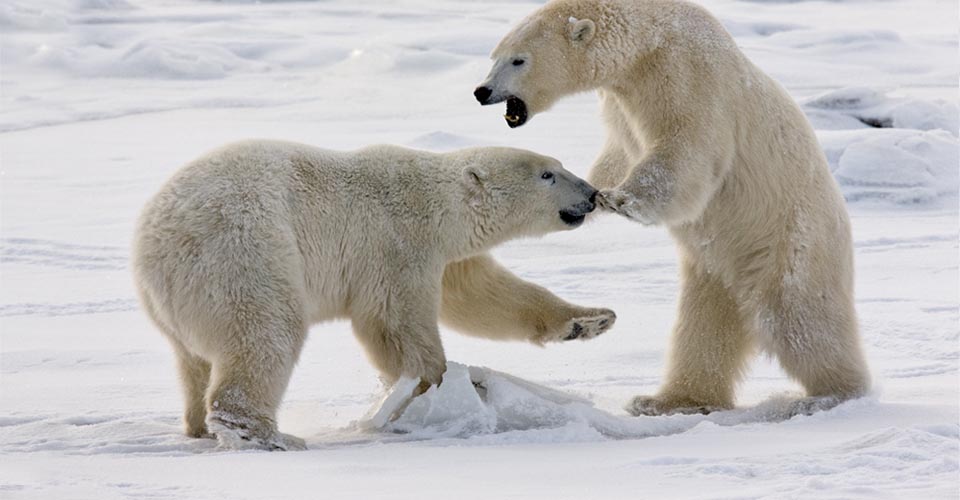 4 Places To Watch Wild Bears