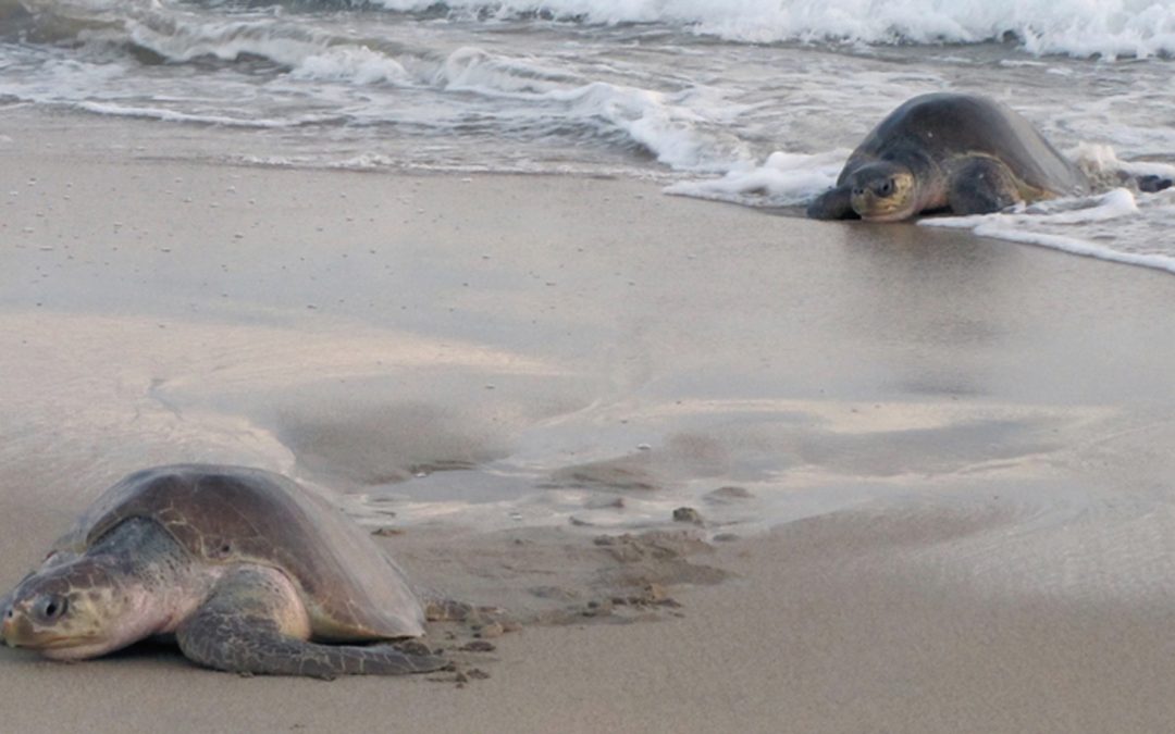 Video: Summer Beaches and Turtle Treks to the Sea