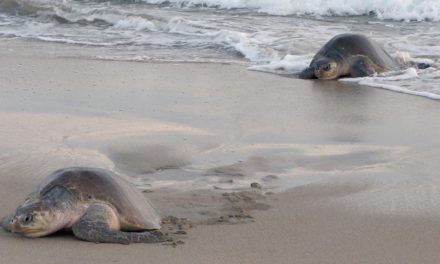 Video: Summer Beaches and Turtle Treks to the Sea