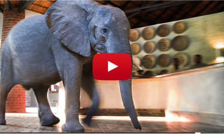 Watch a Herd of Wild Elephants Casually Saunter through the Lobby of a Safari Lodge