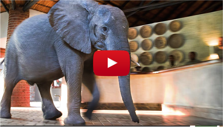 Watch a Herd of Wild Elephants Casually Saunter through the Lobby of a Safari Lodge