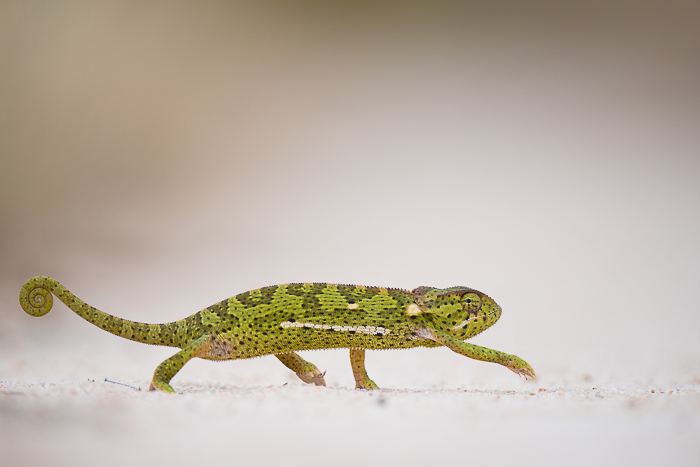 chameleon africa