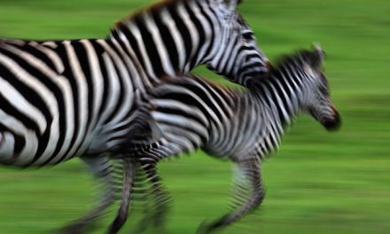 'A Dazzle of Zebras' and Other Collective Nouns for the Animals You'll See on Safari