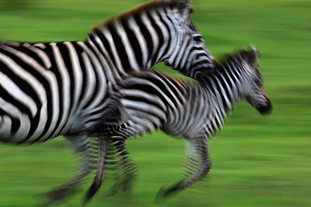 dazzle of zebras