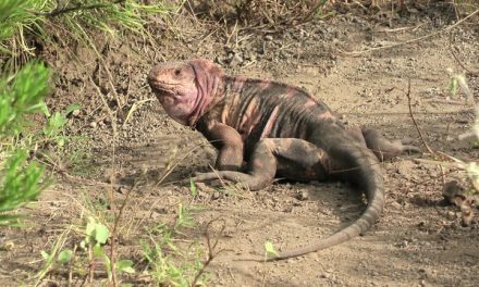 Galapagos Pink Iguanas Dodge Existential Bullet/Rivers of Molten Lava
