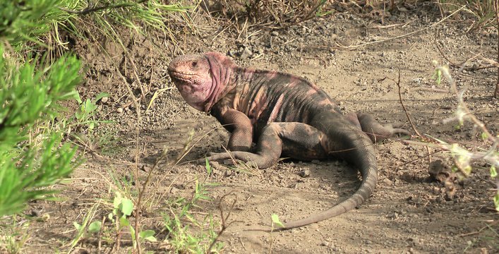 Galapagos Pink Iguanas Dodge Existential Bullet/Rivers of Molten Lava