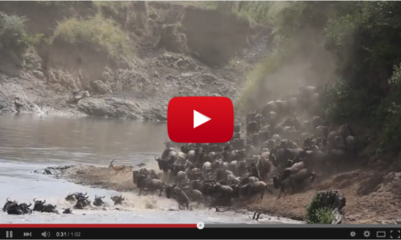 Video of the Week: What's so Great about the Great Migration?