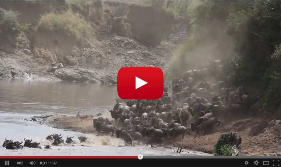 Video of the Week: What's so Great about the Great Migration?