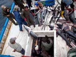 sharks seized from the Fer Mary I in Galapagos