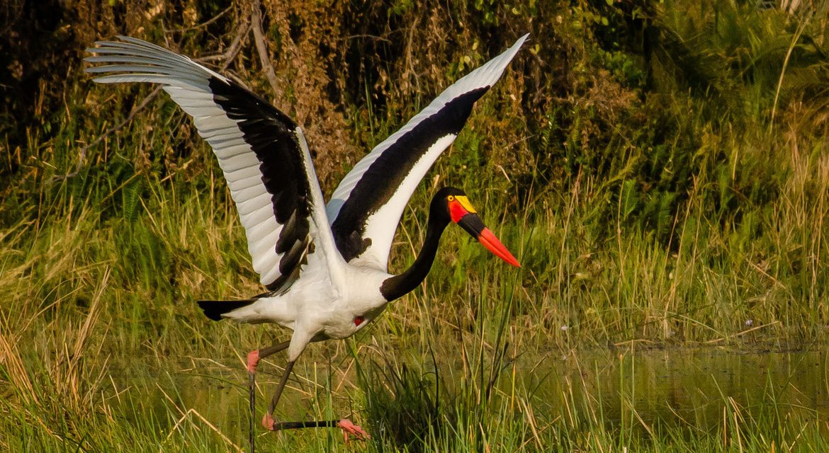 Wildlife Photo of the Week: Saddle-billed Stork