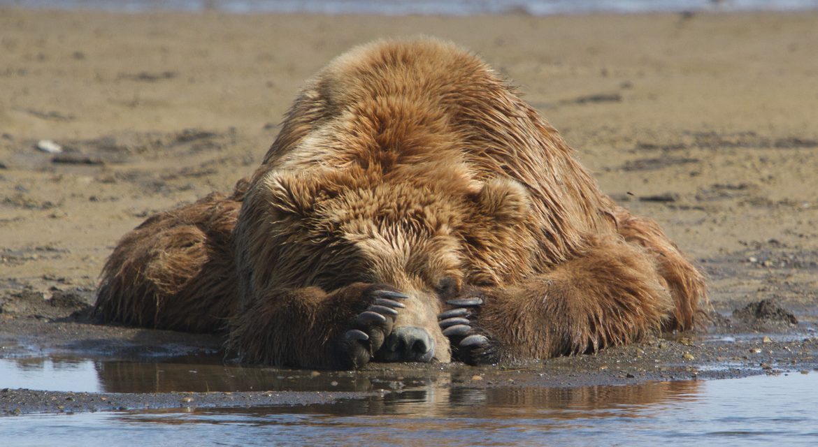 Wildlife Photo of the Week: Grizzly's Afternoon Nap