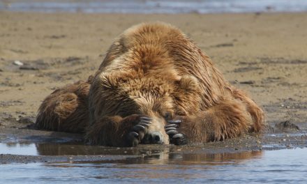 Wildlife Photo of the Week: Grizzly's Afternoon Nap