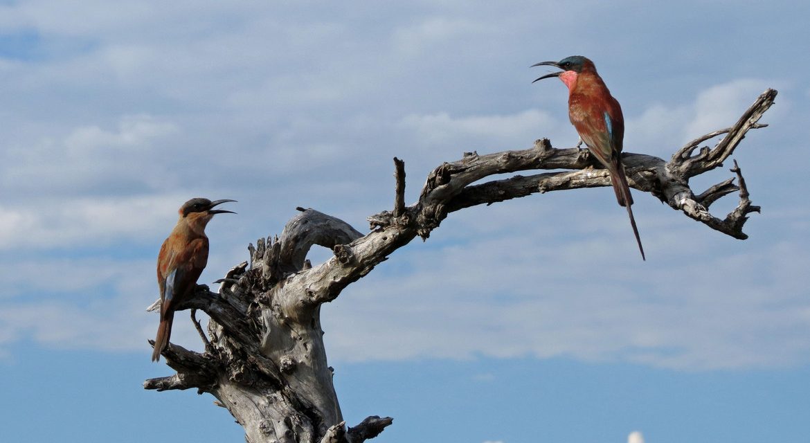 Wildlife Photo of the Week: Chatting Bee Eaters