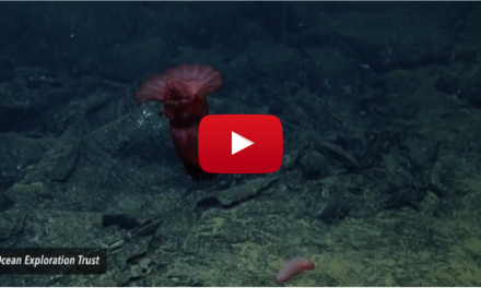 New Video of Galapagos Hydrothermal Vents Reveals Amazing Creatures