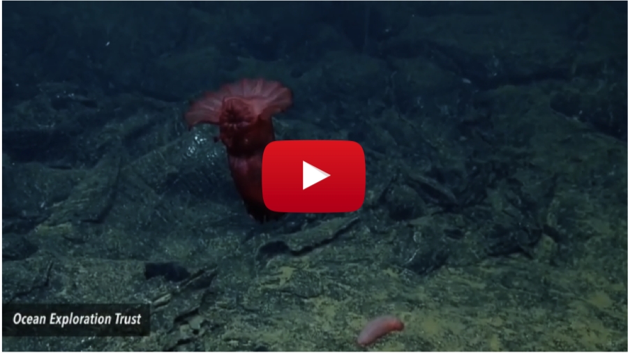 New Video of Galapagos Hydrothermal Vents Reveals Amazing Creatures