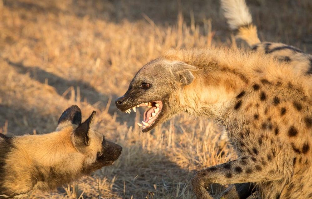 Photo of the Day: No Laughing Matter