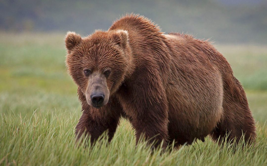 The Coastal Grizzlies of Katmai: An Alaska Photo Journal