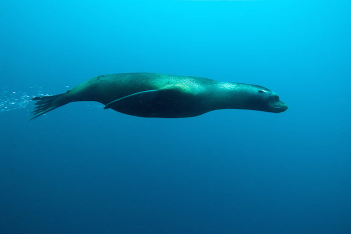 galapagos sea lion