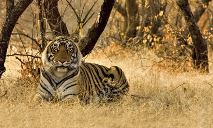 Exotic India: In Search of Wild Tigers – Adventure Webinar