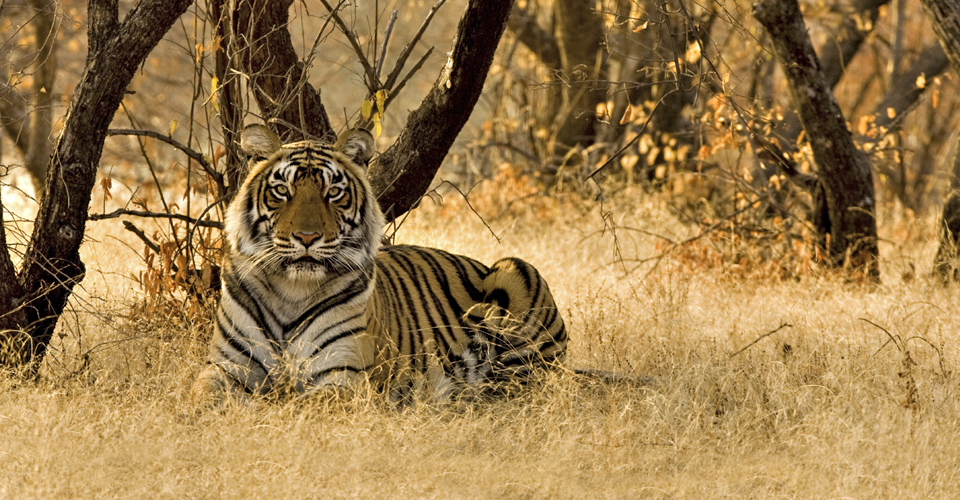 Wild Tiger in Ranthambore India
