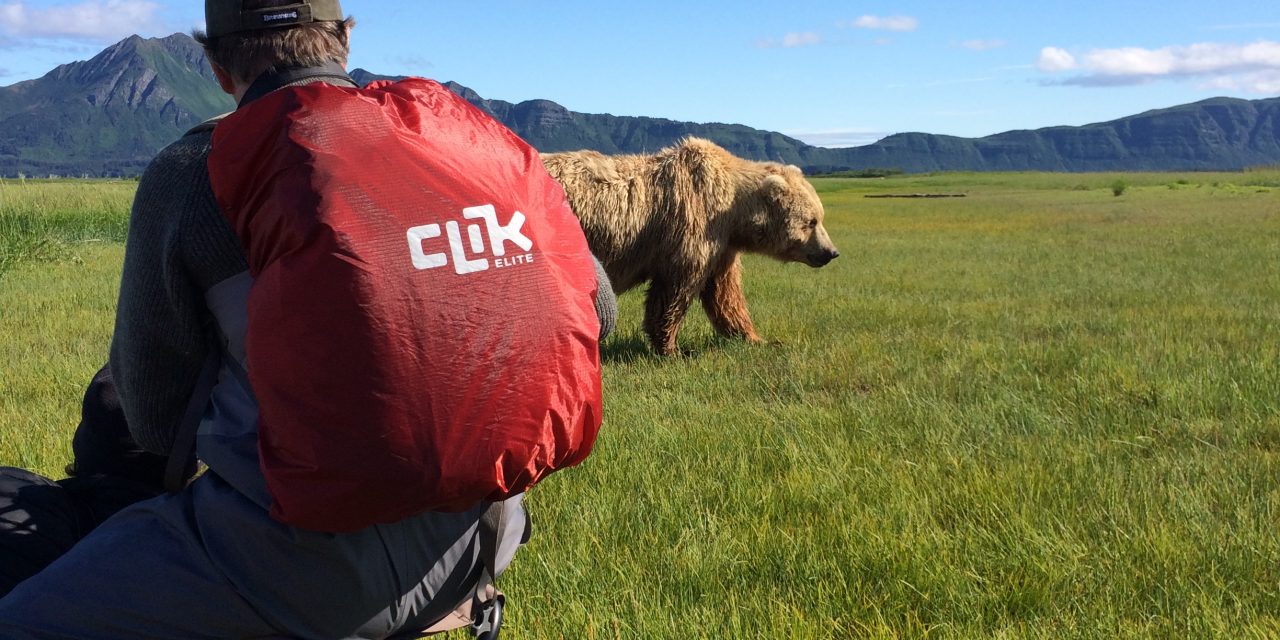 A Grizzly and Cub Come Close in Katmai