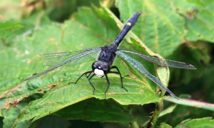Video: Discovering the Unseen Natural World