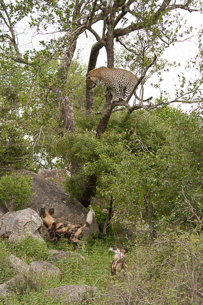 leopard in a tree.