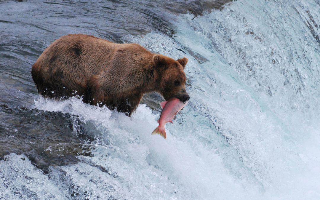 5 Tips for Photographing Grizzly Bears
